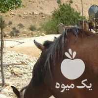 فروش اسب وکره مادیان در شیراز در گروه اسب و الاغ خر و فروش قاطر- ترکمن عربی سفید نر و ماده در یکمیوه