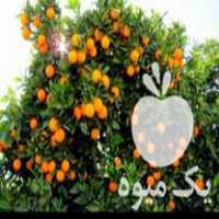فروش نهال پرتقال خوشه ای اصل در جهرم در گروه خرید فروش نهال - انواع گردو پسته بادام سلطانی انگور در یکمیوه