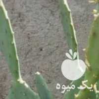 فروش کاکتوس و آلوورا در تهران در گروه خرید فروش عمده گیاهان زینتی - گرمسیری آپارتمانی باغچه آب در یکمیوه