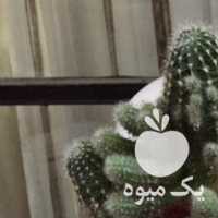 فروش گل کاکتوس در تهران در گروه خرید فروش عمده گیاهان زینتی - گرمسیری آپارتمانی باغچه آب در یکمیوه