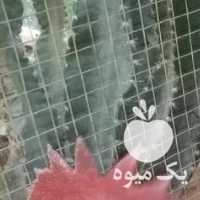 فروش مرغ و خروس فرفری -سیبرایت-مرندی در بوشهر در گروه مرغ و خروس و بوقلمون و اردک قو قاز در یکمیوه