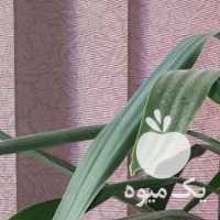 فروش تعدادی گل و کاکتوس های بزرگ در اصفهان در گروه خرید فروش عمده گیاهان زینتی - گرمسیری آپارتمانی باغچه آب در یکمیوه