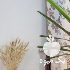 فروش گیاهان یوکا پدیلانتوس کراسولا سیکاس آلوورا شاخ بزی در تهران در گروه خرید فروش عمده آلو - آلوچه گوجه سبز زرد خاکی شابلون سانتریزه سیاه در یکمیوه -عکس1