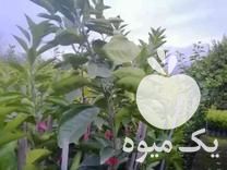 فروش نهال نارنگی محلی پهن برگ در ساری در گروه خرید فروش نهال - انواع گردو پسته بادام سلطانی انگور در یکمیوه -عکس1