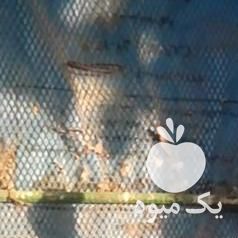 فروش مرغ و خروس لاری در بوشهر در گروه انواع تخم ها - مرغ بوقلمون پرنده عمده کشاورزی در یکمیوه -عکس1