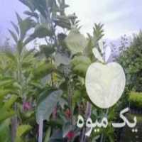 فروش نهال نارنگی محلی پهن برگ در ساری در گروه خرید فروش نهال - انواع گردو پسته بادام سلطانی انگور در یکمیوه