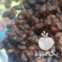 فروش خرمای شاهی پشتکوه در بوشهر در گروه خرید فروش عمده خرما - کبکاب تازه زاهدی خشک خارک در یکمیوه