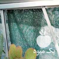 فروش کاکتوس هاورتیا سرئوس در تهران در گروه خرید فروش عمده گیاهان زینتی - گرمسیری آپارتمانی باغچه آب در یکمیوه