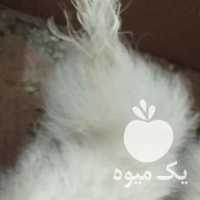 فروش مرغ خروس ابریشمی در ارومیه در گروه مرغ و خروس و بوقلمون و اردک قو قاز در یکمیوه