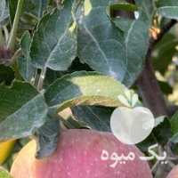 فروش اجاره سیب قرمز در ارومیه در گروه خرید فروش کود و مواد شیمیایی - اوره پتاس مرغی کمپوست آهن در یکمیوه