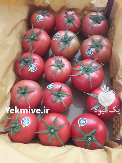 گوجه دافنیس هیدروپونیک در کرمان  در گروه خرید فروش عمده گوجه فرنگی - فرنگی سبز قرمز سیاه کبابی ربی در یکمیوه