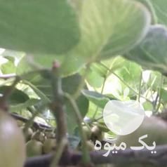 فروش کیوی خونی کلاچای لطره نوده ریاحی فر در رودسر در گروه خرید فروش عمده کیوی - صادراتی مازندران تنکابن تالش در یکمیوه -عکس1