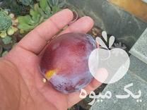 فروش عرضه نهال شابلون جارویی پیوندی گلدانی در ساری در گروه خرید فروش نهال - انواع گردو پسته بادام سلطانی انگور در یکمیوه -عکس1