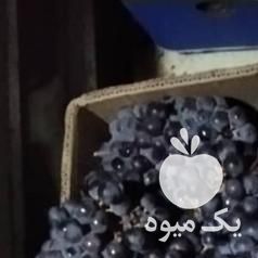 فروش انگور سیاه شانی دیم در تهران در گروه خرید فروش عمده انگور - یاقوتی شانی عسگری بی دانه قرمز در یکمیوه -عکس1