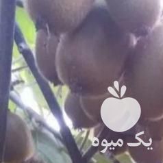 فروش کیوی  در تهران در گروه خرید فروش عمده کیوی - صادراتی مازندران تنکابن تالش در یکمیوه -عکس1