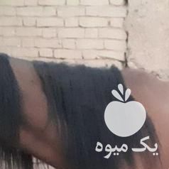 فروش اسب مادیون وکره سه ماهه در اصفهان در گروه اسب و الاغ خر و فروش قاطر- ترکمن عربی سفید نر و ماده در یکمیوه -عکس1
