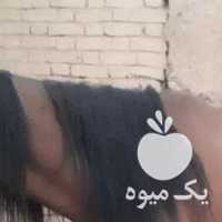 فروش اسب مادیون وکره سه ماهه در اصفهان در گروه اسب و الاغ خر و فروش قاطر- ترکمن عربی سفید نر و ماده در یکمیوه