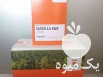 خرید بذر چغندر اورجینال خارجی آلمانی ،  فرانسوی ،  ترکی و   در شیروان در گروه خرید فروش نشا - انواع گوجه برنج کاهو پیاز کاری فرنگی در یکمیوه -عکس1