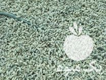 فروش بذر نارنج تخم نارنج در گتاب در گروه خرید فروش بذر - انواع محصول کشاورزی گوجه کتان میوه درخت در یکمیوه -عکس1