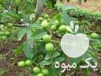 فروش نهال گردو اصلاح نژاد تضمینی در تویسرکان در گروه خرید فروش نهال - انواع گردو پسته بادام سلطانی انگور در یکمیوه -عکس1