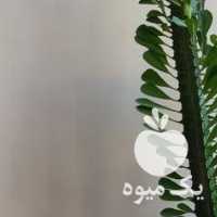 فروش کاکتوس افوربیا در تهران در گروه خرید فروش عمده گیاهان زینتی - گرمسیری آپارتمانی باغچه آب در یکمیوه