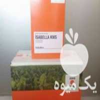 خرید بذر چغندر اورجینال خارجی آلمانی ،  فرانسوی ،  ترکی و   در شیروان در گروه خرید فروش نشا - انواع گوجه برنج کاهو پیاز کاری فرنگی در یکمیوه