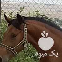فروش اسب اصیل عرب در شیراز در گروه اسب و الاغ خر و فروش قاطر- ترکمن عربی سفید نر و ماده در یکمیوه