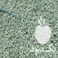 فروش بذر نارنج تخم نارنج در گتاب در گروه خرید فروش بذر - انواع محصول کشاورزی گوجه کتان میوه درخت در یکمیوه