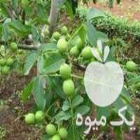 فروش نهال گردو اصلاح نژاد تضمینی در تویسرکان در گروه خرید فروش نهال - انواع گردو پسته بادام سلطانی انگور در یکمیوه