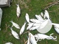 فروش بچه ماهی در ساری در گروه ماهی کپور - ماهیان معمولی علف خوار پرورشی خرید و فروش در یکمیوه -عکس1