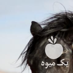 فروش اسب نریان تروبرد مشکی در تهران در گروه اسب و الاغ خر و فروش قاطر- ترکمن عربی سفید نر و ماده در یکمیوه -عکس1