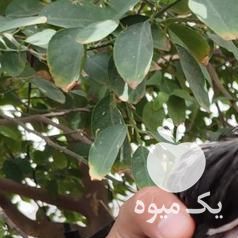 فروش جوجه لاری افغان اصیل مرغ و خروس در تهران در گروه مرغ و خروس و بوقلمون و اردک قو قاز در یکمیوه -عکس1