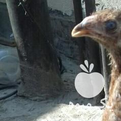 فروش جوجه مرغ و خروس لاری در تهران در گروه مرغ و خروس و بوقلمون و اردک قو قاز در یکمیوه -عکس1