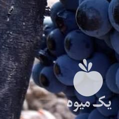 فروش انگور سیاه شانی سردشتی خوشرنگ در شیراز در گروه خرید فروش عمده انگور - یاقوتی شانی عسگری بی دانه قرمز در یکمیوه -عکس1