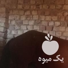 فروش اسب ماده 6 سال سواری در اصفهان در گروه اسب و الاغ خر و فروش قاطر- ترکمن عربی سفید نر و ماده در یکمیوه -عکس1