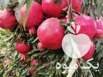 فروش انواع مختلف نهال‌های پیوندی و غیر پیوندی در کرج در گروه خرید فروش نهال - انواع گردو پسته بادام سلطانی انگور در یکمیوه -عکس1