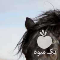 فروش اسب نریان تروبرد مشکی در تهران در گروه اسب و الاغ خر و فروش قاطر- ترکمن عربی سفید نر و ماده در یکمیوه