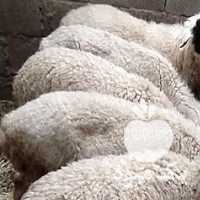 فروش گوسفند 09913840074 در لاهیجان