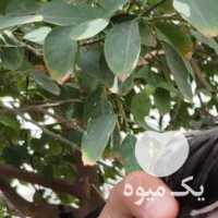 فروش جوجه لاری افغان اصیل مرغ و خروس در تهران در گروه مرغ و خروس و بوقلمون و اردک قو قاز در یکمیوه