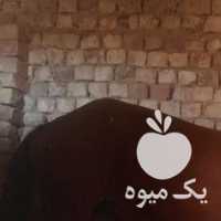 فروش اسب ماده 6 سال سواری در اصفهان در گروه اسب و الاغ خر و فروش قاطر- ترکمن عربی سفید نر و ماده در یکمیوه