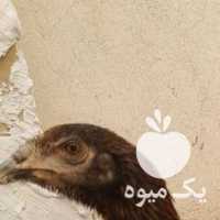 فروش جوجه مرغ و خروس لاری ترک در تهران در گروه مرغ و خروس و بوقلمون و اردک قو قاز در یکمیوه