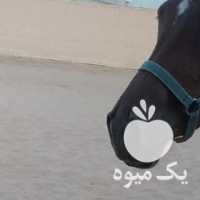 آگهی مشابه فروش اسب مادیان عرب در یزد در گروه اسب و الاغ خر و فروش قاطر- ترکمن عربی سفید نر و ماده در یکمیوه