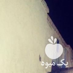 فروش اسب کورسی عرب کره براری در یزد در گروه اسب و الاغ خر و فروش قاطر- ترکمن عربی سفید نر و ماده در یکمیوه -عکس1