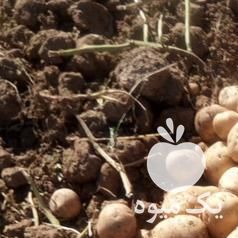 فروش سیب زمینی در کرمانشاه در گروه خرید فروش عمده سیب زمینی - زودرس دیررس آگریا اسپریت اردبیل همدان در یکمیوه -عکس1