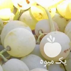 فروش انگور شیره در قزوین در گروه خرید فروش عمده انگور - یاقوتی شانی عسگری بی دانه قرمز در یکمیوه -عکس1