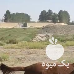 معاوضه یا فروش اسب تونخو در اصفهان در گروه اسب و الاغ خر و فروش قاطر- ترکمن عربی سفید نر و ماده در یکمیوه -عکس1