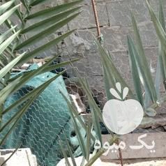 فروش مرغ وخروس لاری در بوشهر در گروه مرغ و خروس و بوقلمون و اردک قو قاز در یکمیوه -عکس1