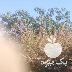 فروش زرشک تازه نوبر در تهران در گروه خرید فروش عمده ازگیل و تمشک و زرشک - ژاپنی فروش مستقیم در یکمیوه -عکس1