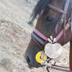 فروش اسب مادیان درشور با سرودم گیری در شیراز در گروه اسب و الاغ خر و فروش قاطر- ترکمن عربی سفید نر و ماده در یکمیوه -عکس1