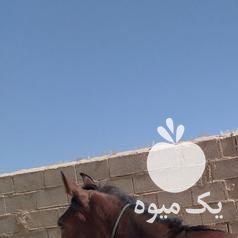 فروش اسب عرب درشور نریان جوان در شیراز در گروه اسب و الاغ خر و فروش قاطر- ترکمن عربی سفید نر و ماده در یکمیوه -عکس1